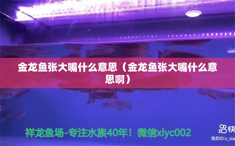 金龍魚張大嘴什么意思（金龍魚張大嘴什么意思?。? title=