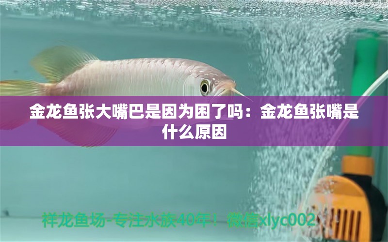 金龍魚張大嘴巴是因?yàn)槔Я藛幔航瘕堲~張嘴是什么原因