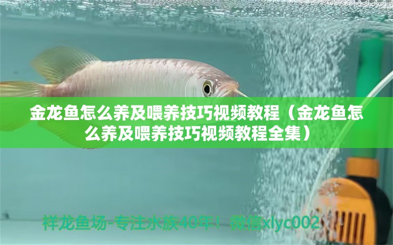 金龍魚怎么養(yǎng)及喂養(yǎng)技巧視頻教程（金龍魚怎么養(yǎng)及喂養(yǎng)技巧視頻教程全集）