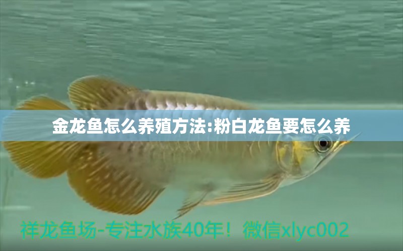 金龍魚(yú)怎么養(yǎng)殖方法:粉白龍魚(yú)要怎么養(yǎng)