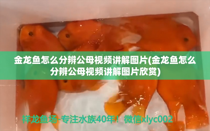 金龍魚怎么分辨公母視頻講解圖片(金龍魚怎么分辨公母視頻講解圖片欣賞) 大白鯊魚苗