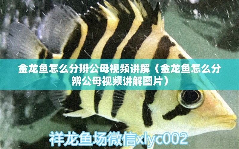 金龍魚(yú)怎么分辨公母視頻講解（金龍魚(yú)怎么分辨公母視頻講解圖片）