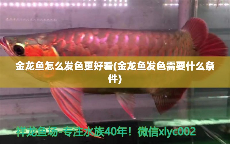 金龍魚怎么發(fā)色更好看(金龍魚發(fā)色需要什么條件) 其它水族用具設(shè)備 第1張