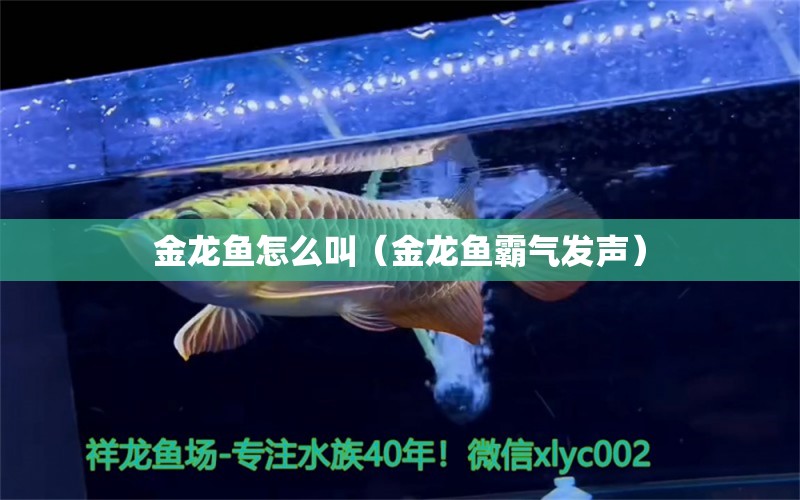 金龍魚怎么叫（金龍魚霸氣發(fā)聲） 銀古魚苗