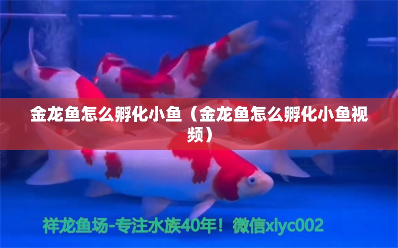 金龍魚怎么孵化小魚（金龍魚怎么孵化小魚視頻）