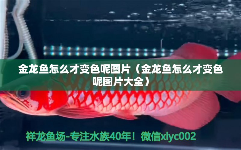 金龍魚怎么才變色呢圖片（金龍魚怎么才變色呢圖片大全）