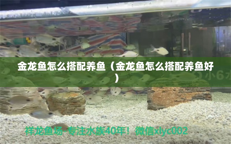 金龍魚怎么搭配養(yǎng)魚（金龍魚怎么搭配養(yǎng)魚好）