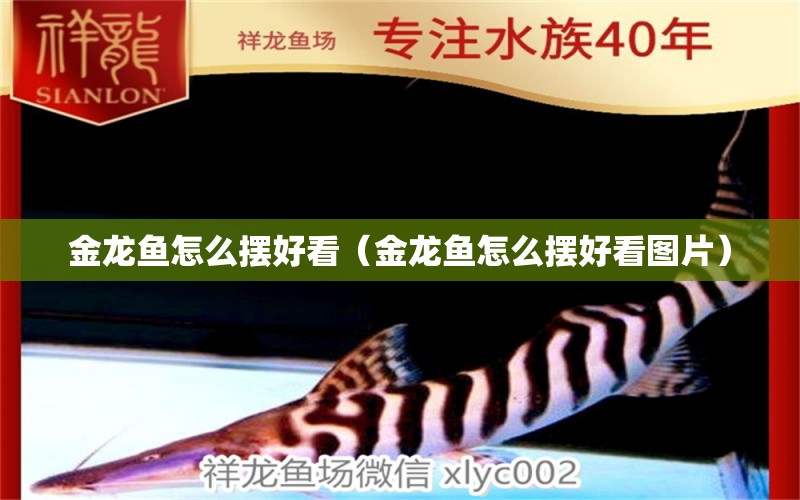 金龍魚(yú)怎么擺好看（金龍魚(yú)怎么擺好看圖片） 祥龍水族醫(yī)院