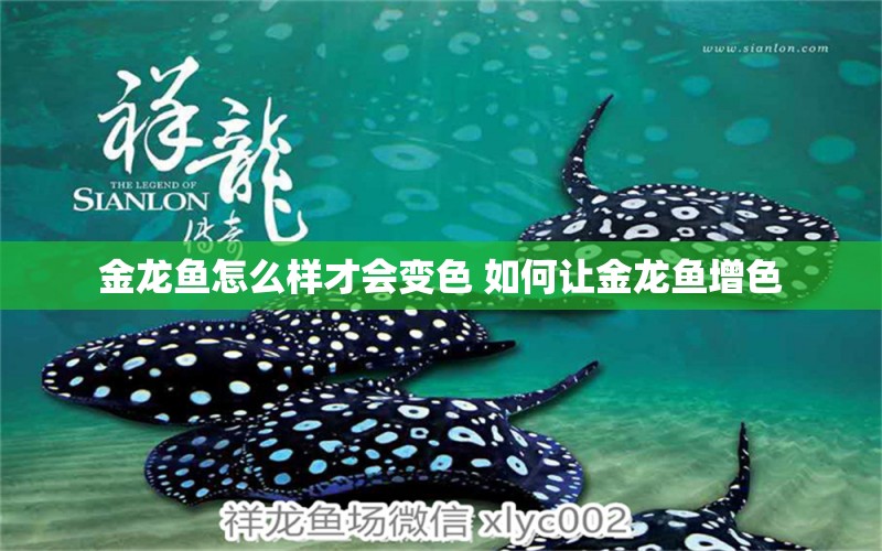 金龍魚怎么樣才會變色 如何讓金龍魚增色 yee 第1張