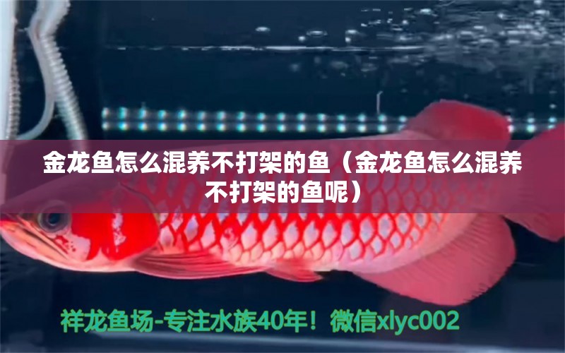 金龍魚怎么混養(yǎng)不打架的魚（金龍魚怎么混養(yǎng)不打架的魚呢） 龍魚疾病與治療