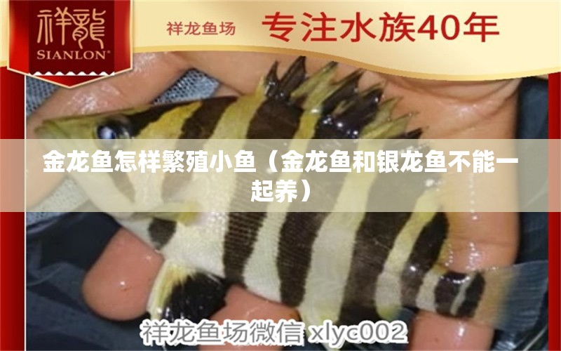 金龍魚怎樣繁殖小魚（金龍魚和銀龍魚不能一起養(yǎng)）