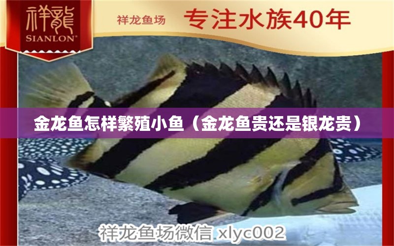 金龍魚怎樣繁殖小魚（金龍魚貴還是銀龍貴）