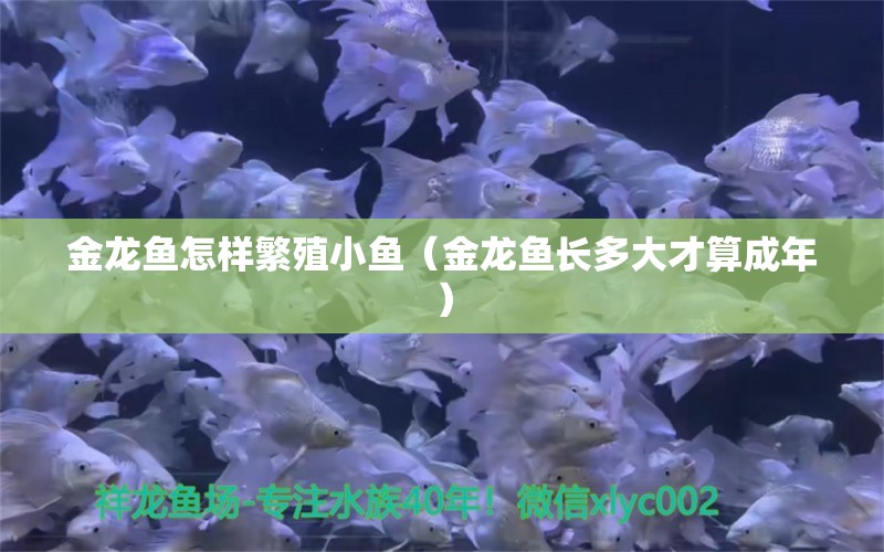 金龍魚怎樣繁殖小魚（金龍魚長多大才算成年）