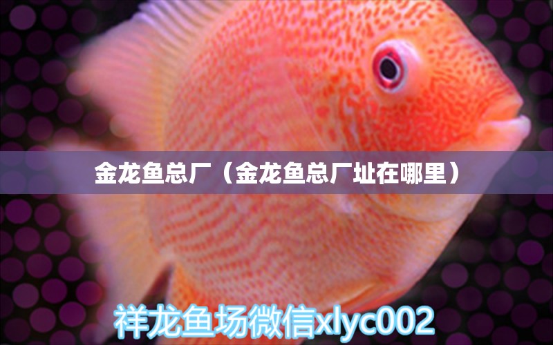 金龍魚總廠（金龍魚總廠址在哪里） 量子養(yǎng)魚技術(shù)