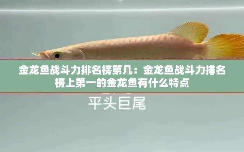 金龍魚(yú)戰(zhàn)斗力排名榜第幾：金龍魚(yú)戰(zhàn)斗力排名榜上第一的金龍魚(yú)有什么特點(diǎn) 水族問(wèn)答 第2張