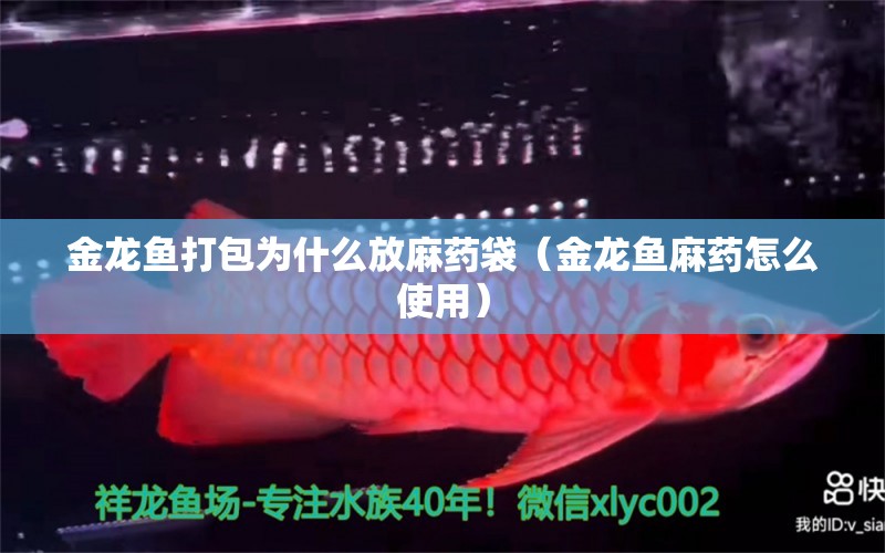 金龍魚(yú)打包為什么放麻藥袋（金龍魚(yú)麻藥怎么使用）