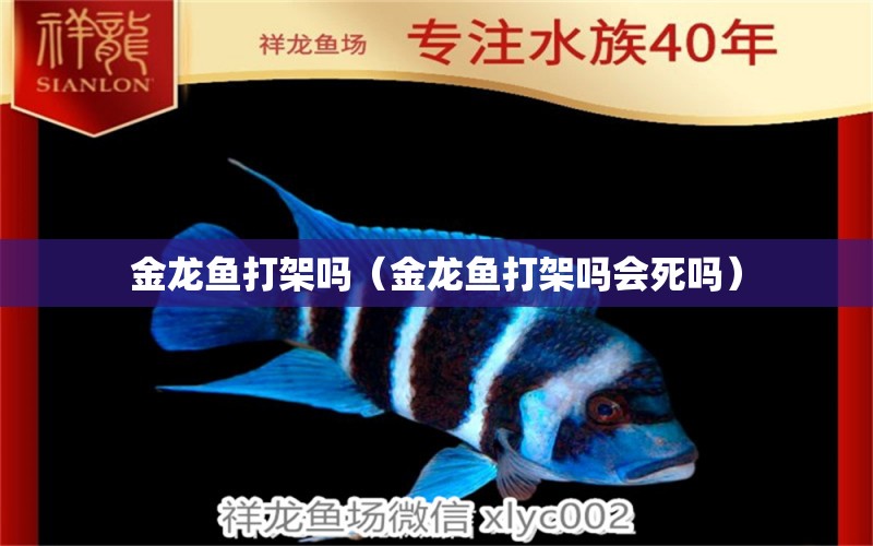 金龍魚打架嗎（金龍魚打架嗎會(huì)死嗎） 龍魚疾病與治療