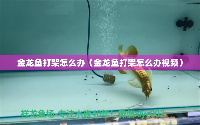 金龍魚打架怎么辦（金龍魚打架怎么辦視頻）