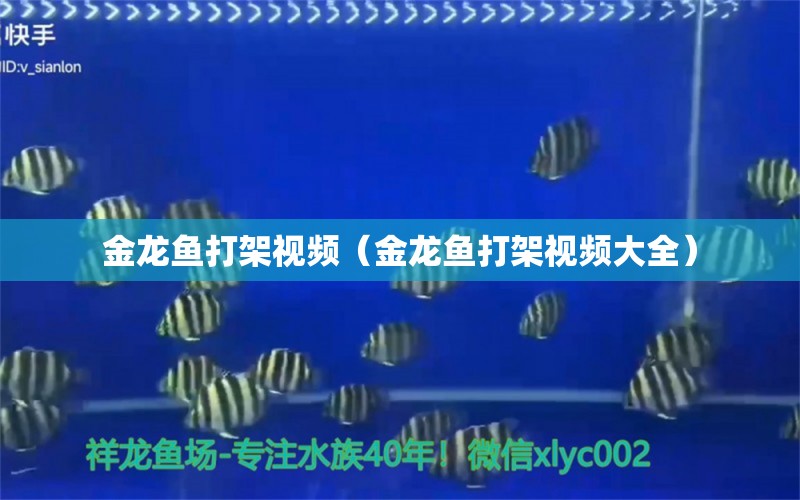 金龍魚打架視頻（金龍魚打架視頻大全）