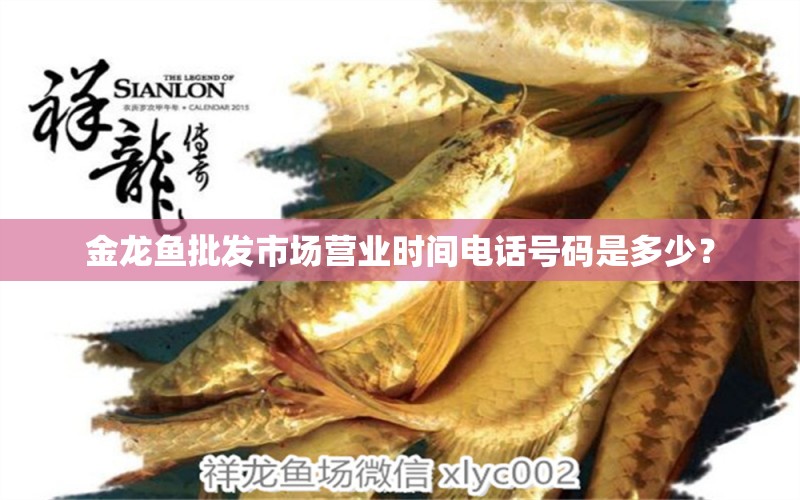 金龍魚批發(fā)市場(chǎng)營(yíng)業(yè)時(shí)間電話號(hào)碼是多少？ 龍魚批發(fā)