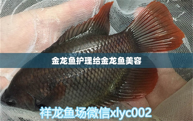 金龍魚護(hù)理給金龍魚美容