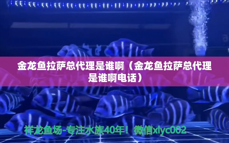 金龍魚拉薩總代理是誰?。ń瘕堲~拉薩總代理是誰啊電話） 觀賞魚市場（混養(yǎng)魚）