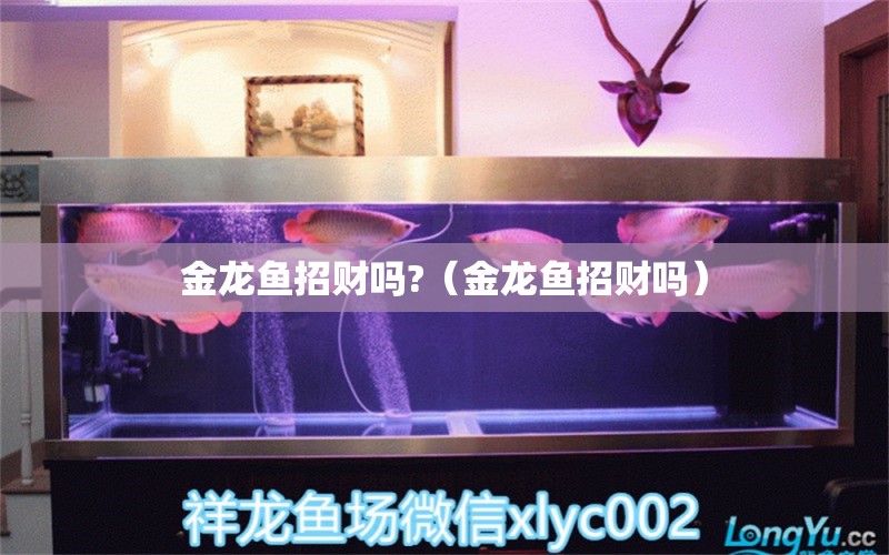 金龍魚(yú)招財(cái)嗎?（金龍魚(yú)招財(cái)嗎）