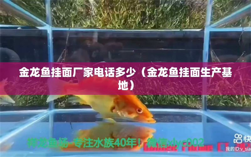 金龍魚掛面廠家電話多少（金龍魚掛面生產(chǎn)基地）