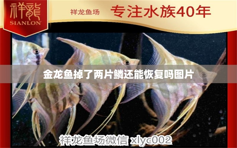 金龍魚掉了兩片鱗還能恢復嗎圖片 祥龍魚場