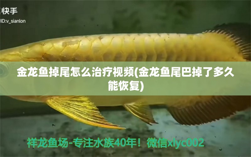 金龍魚掉尾怎么治療視頻(金龍魚尾巴掉了多久能恢復(fù))