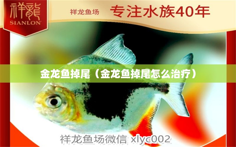 金龍魚掉尾（金龍魚掉尾怎么治療） 紅魔王銀版魚