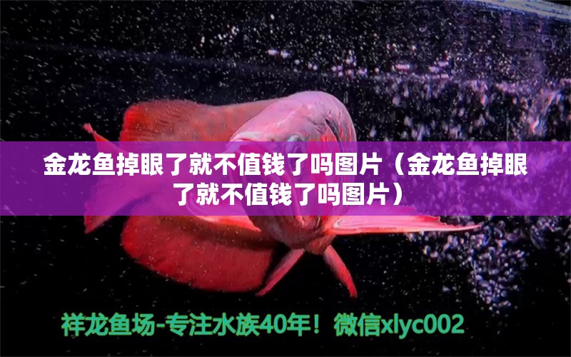 金龍魚掉眼了就不值錢了嗎圖片（金龍魚掉眼了就不值錢了嗎圖片）