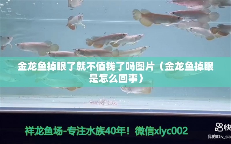 金龍魚掉眼了就不值錢了嗎圖片（金龍魚掉眼是怎么回事）