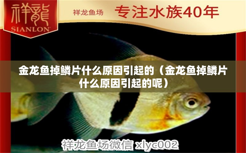 金龍魚掉鱗片什么原因引起的（金龍魚掉鱗片什么原因引起的呢）