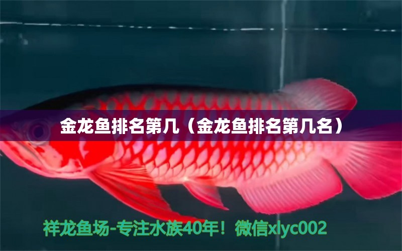 金龍魚(yú)排名第幾（金龍魚(yú)排名第幾名）