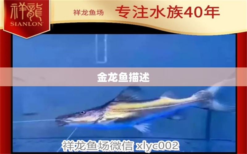 金龍魚描述 白條過背金龍魚