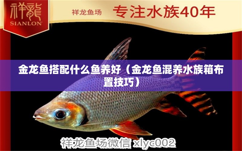 金龍魚搭配什么魚養(yǎng)好（金龍魚混養(yǎng)水族箱布置技巧）