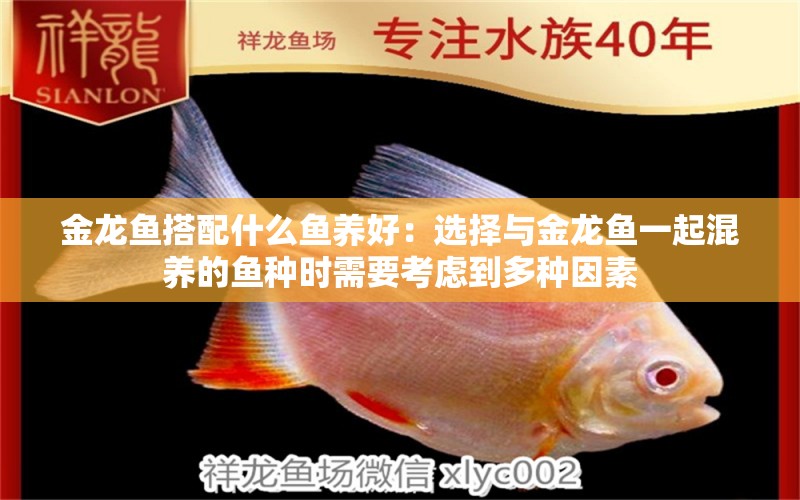 金龍魚搭配什么魚養(yǎng)好：選擇與金龍魚一起混養(yǎng)的魚種時需要考慮到多種因素