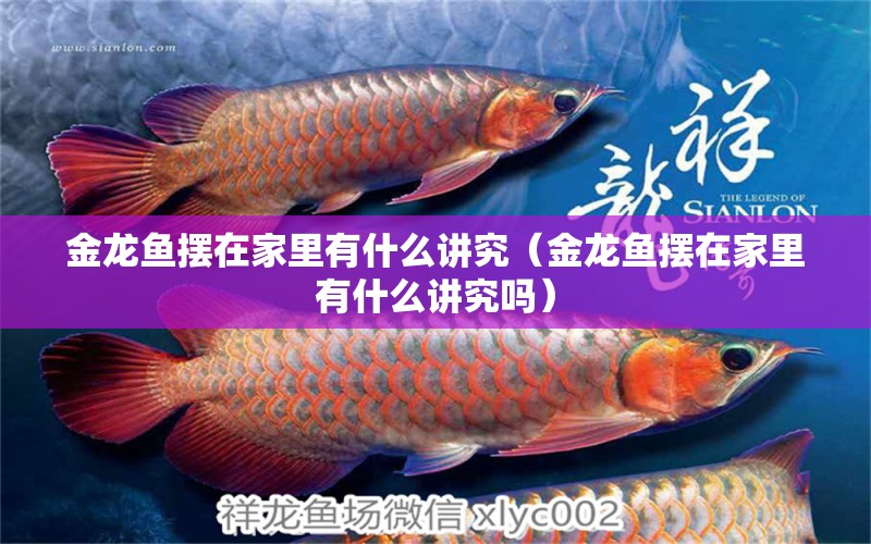 金龍魚擺在家里有什么講究（金龍魚擺在家里有什么講究嗎）