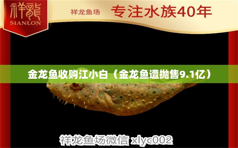 金龍魚收購江小白（金龍魚遭拋售9.1億） 觀賞魚批發(fā)