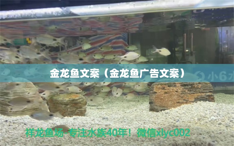 金龍魚(yú)文案（金龍魚(yú)廣告文案）