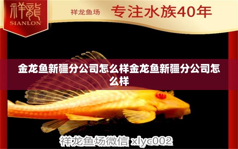 金龍魚新疆分公司怎么樣金龍魚新疆分公司怎么樣 南美異形觀賞魚