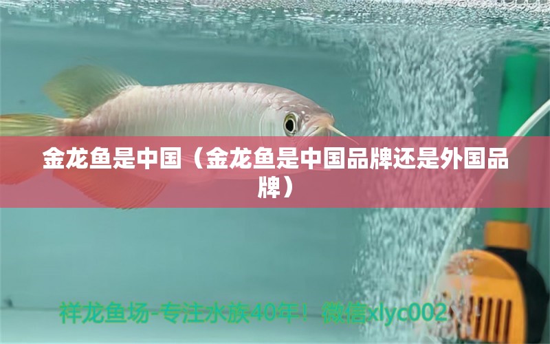 金龍魚是中國（金龍魚是中國品牌還是外國品牌） 龍魚百科