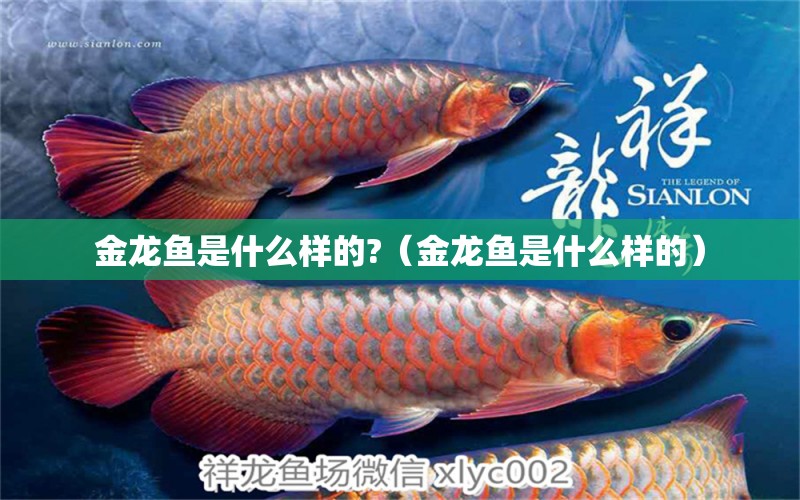 金龍魚是什么樣的?（金龍魚是什么樣的）