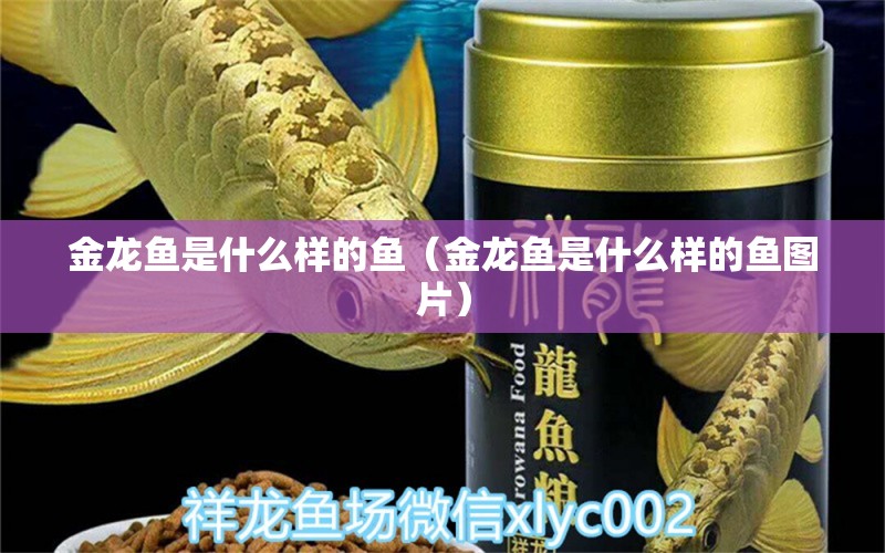 金龍魚是什么樣的魚（金龍魚是什么樣的魚圖片）