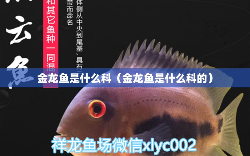 金龍魚是什么科（金龍魚是什么科的） 泰國斗魚