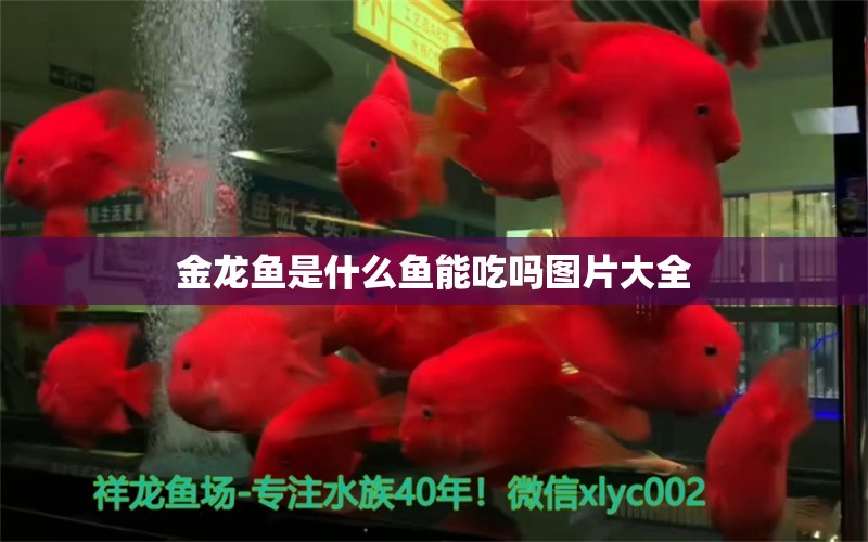 金龍魚是什么魚能吃嗎圖片大全