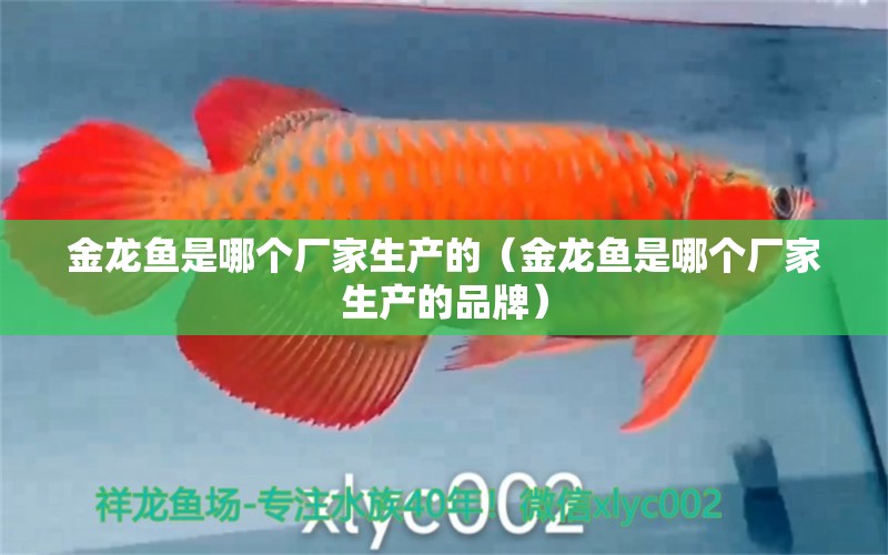 金龍魚是哪個廠家生產(chǎn)的（金龍魚是哪個廠家生產(chǎn)的品牌） 招財戰(zhàn)船魚