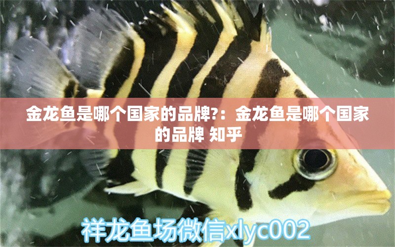 金龍魚(yú)是哪個(gè)國(guó)家的品牌?：金龍魚(yú)是哪個(gè)國(guó)家的品牌 知乎