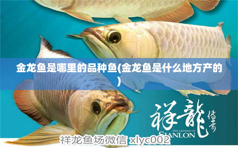 金龍魚是哪里的品種魚(金龍魚是什么地方產(chǎn)的) 帝王血鉆